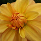 Ginger Snap Dahlia