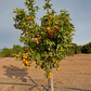 Hickson Mandarin Budwood citrus plant material online shopping