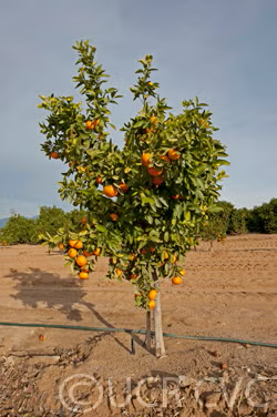 Hickson Mandarin Budwood citrus plant material online shopping