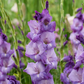 Mojito Gladiolus Corms Plants online shopping