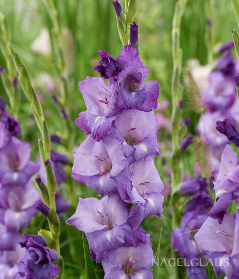 Mojito Gladiolus Corms Plants online shopping