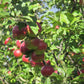 Sandow Heirloom Apple Tree