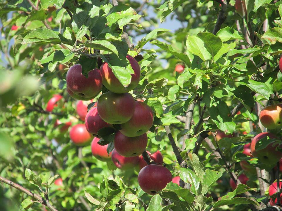 Sandow Heirloom Apple Tree