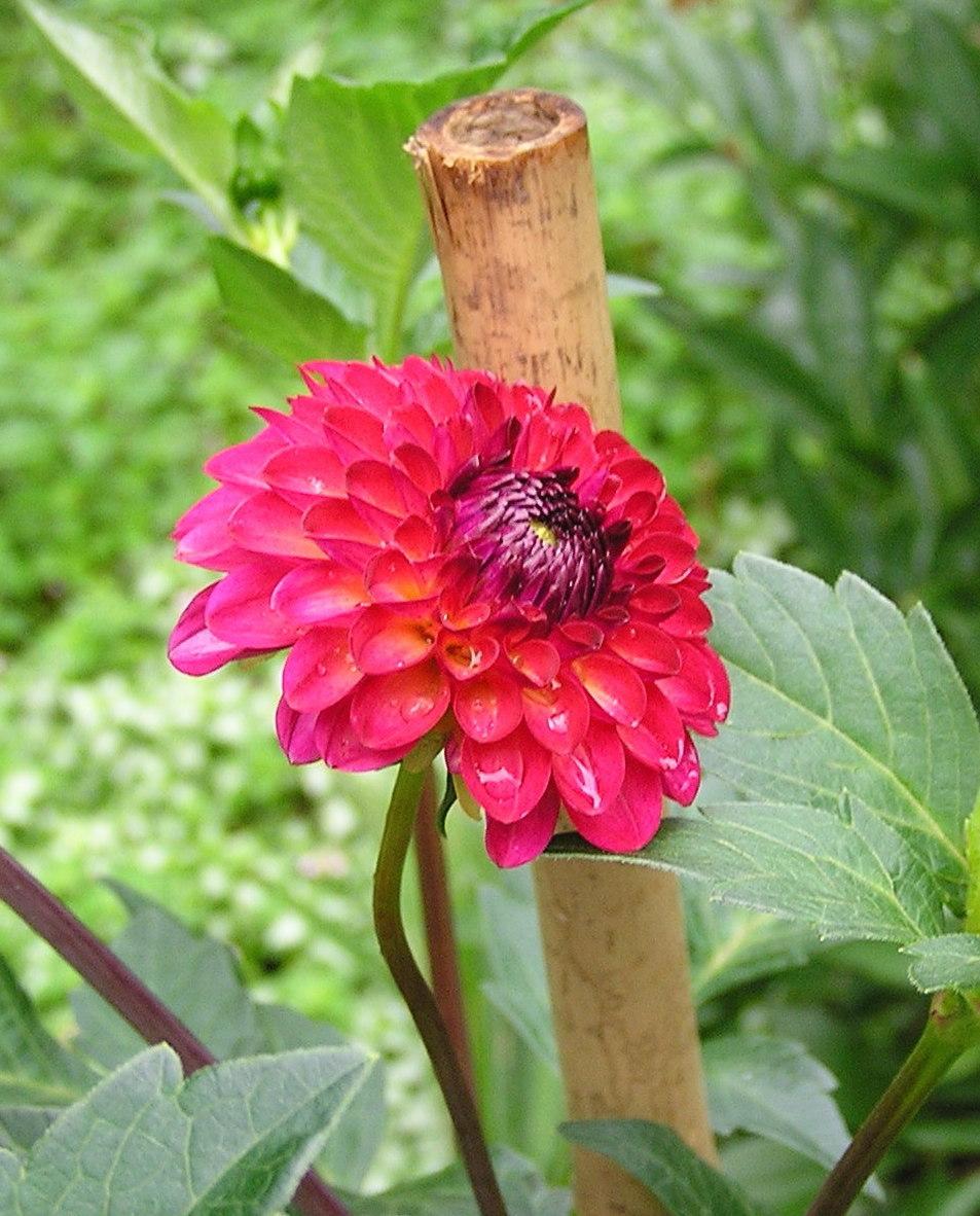 Raz Ma Taz Dahlia