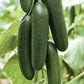 Picolino F1 Organic Cucumber