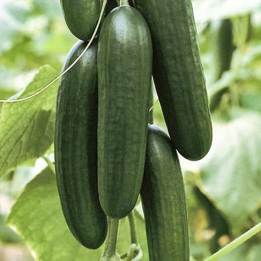 Picolino F1 Organic Cucumber Seeds online shopping