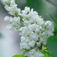 Common White Lilac