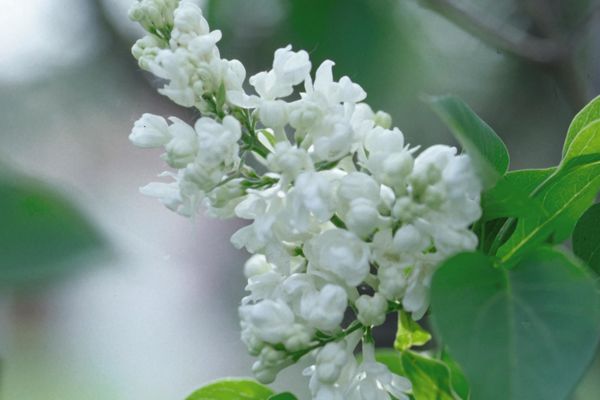 Common White Lilac