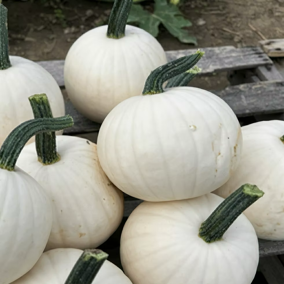 Icicle F1 Pumpkin