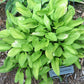 Gosan Gold Midget Hosta