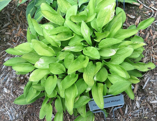 Gosan Gold Midget Hosta
