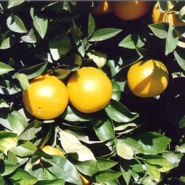 Parent Washington Navel Orange Budwood citrus plant material online shopping