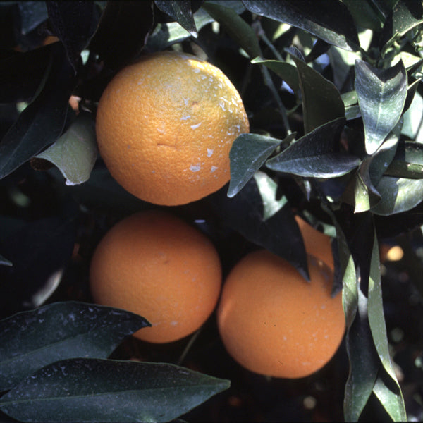 Cadenera Sweet Orange Budwood citrus plant material online shopping