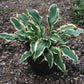 Lakeside Hoola Hoop Hosta Plants online shopping