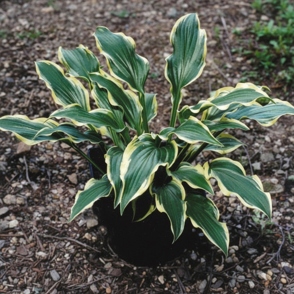 Lakeside Hoola Hoop Hosta Plants online shopping