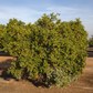 Nagami Kumquat Budwood citrus plant material online shopping
