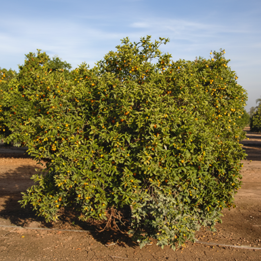 Nagami Kumquat Budwood citrus plant material online shopping