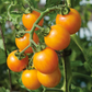 Sunrise Sauce F1 Tomato