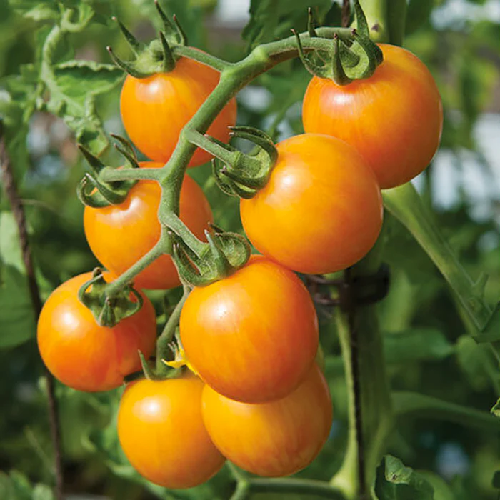 Sunrise Sauce F1 Tomato