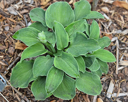 Danish Mouse Hosta