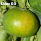 China S-2 Satsuma Mandarin Budwood citrus plant material online shopping