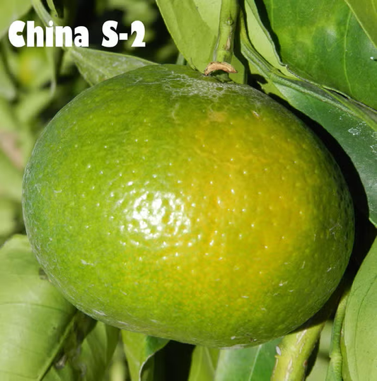 China S-2 Satsuma Mandarin Budwood citrus plant material online shopping