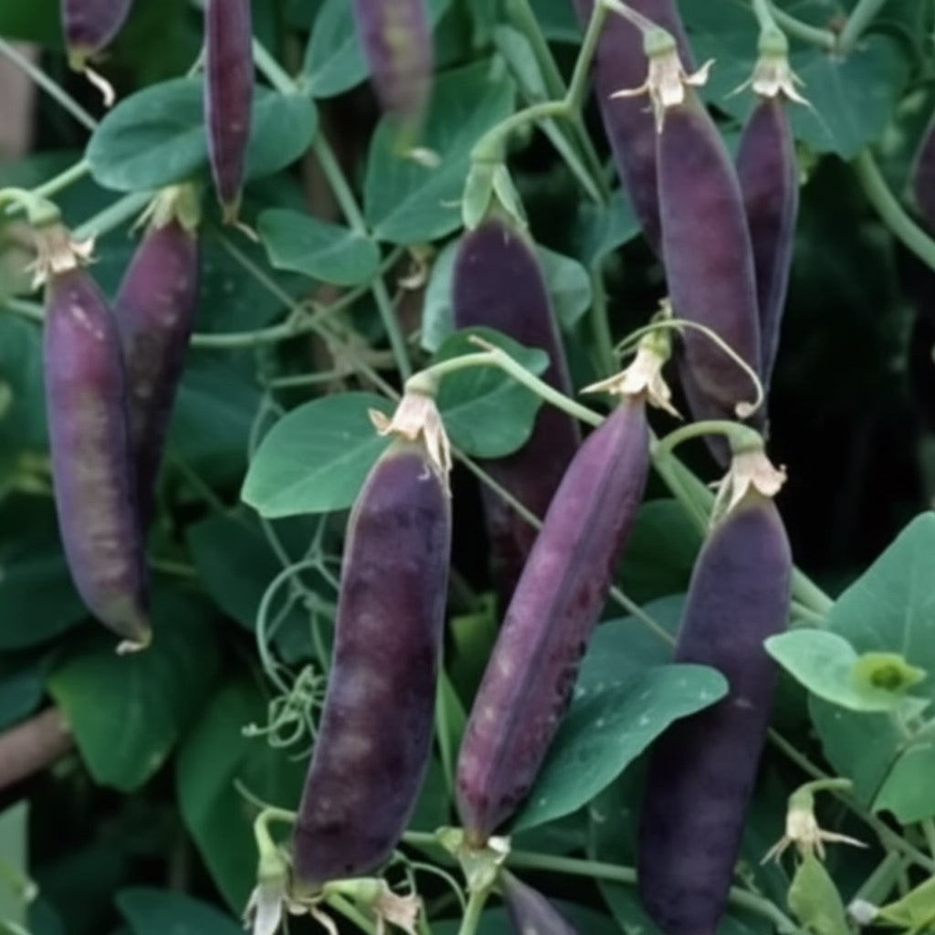 Purple Mist Organic Shelling Pea