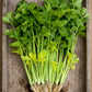 Chinese Yellow Stem Celery