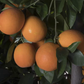 Maltaise Demi Sanguine Blood Orange Budwood citrus plant material online shopping