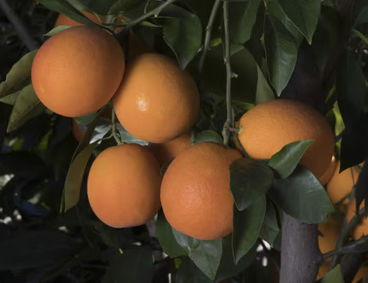 Maltaise Demi Sanguine Blood Orange Budwood citrus plant material online shopping