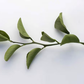 Trifeola Trifoliate Hybrid Budwood citrus plant material online shopping