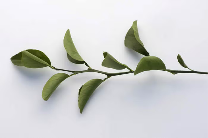Trifeola Trifoliate Hybrid Budwood citrus plant material online shopping