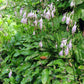 Hosta minor Plants online shopping