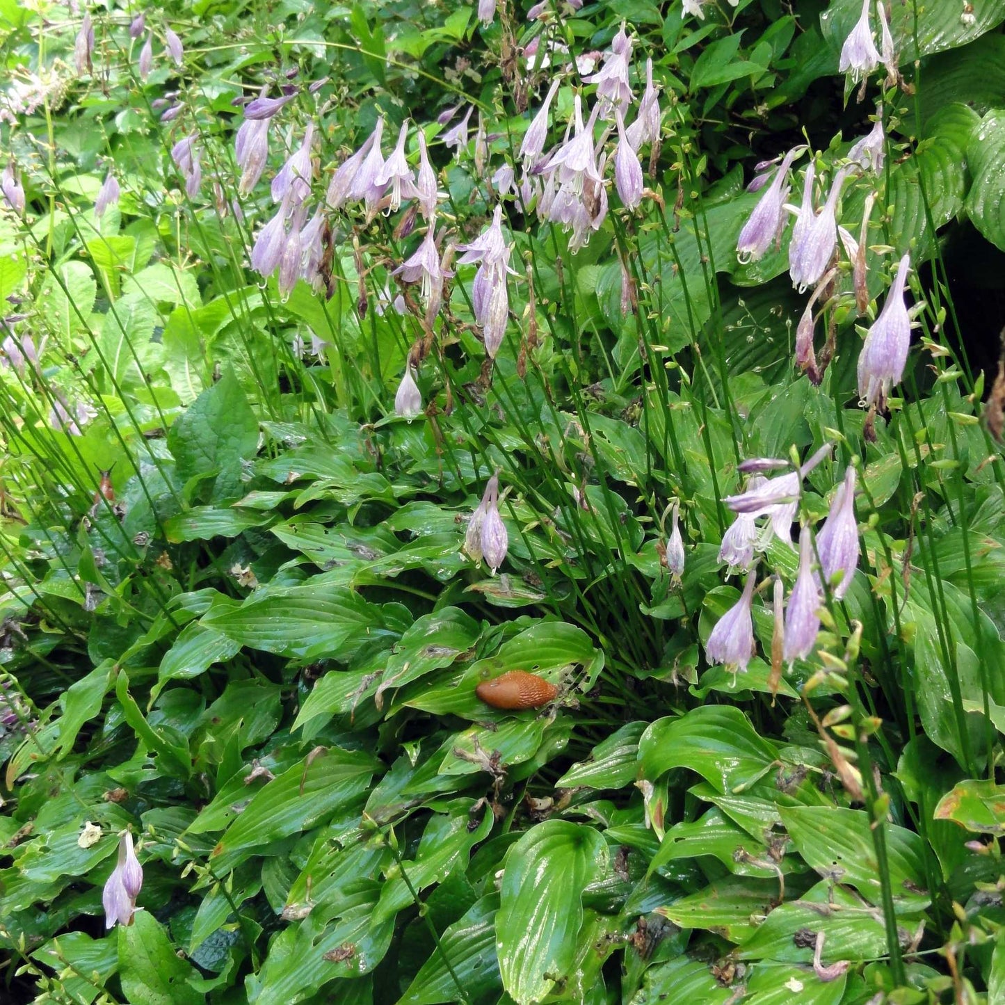 Hosta minor Plants online shopping