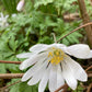 White Splendour Blanda Anemone Tubers