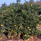 China S-2 Satsuma Mandarin Budwood citrus plant material online shopping