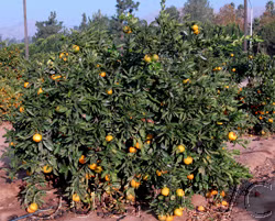 China S-2 Satsuma Mandarin Budwood citrus plant material online shopping