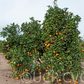 Palmer Navel Orange Budwood citrus plant material online shopping