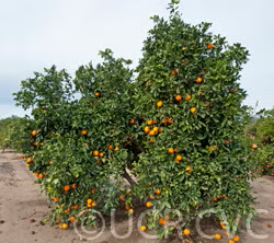 Palmer Navel Orange Budwood citrus plant material online shopping