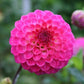 Fatima Dahlia Plants online shopping