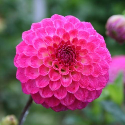 Fatima Dahlia Plants online shopping