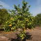 Bouquetier de Nice Sour Orange Budwood citrus plant material online shopping