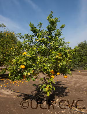 Bouquetier de Nice Sour Orange Budwood citrus plant material online shopping