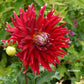 Wildman Dahlia Plants online shopping