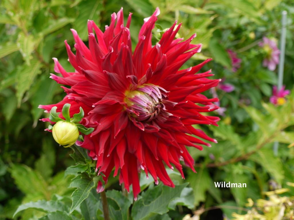 Wildman Dahlia Plants online shopping