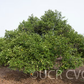 Sunburst Mandarin Budwood citrus plant material online shopping