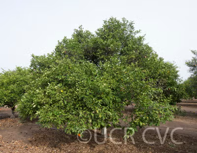 Sunburst Mandarin Budwood citrus plant material online shopping