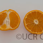Gold Nugget Mandarin Plant citrus plant material online shopping