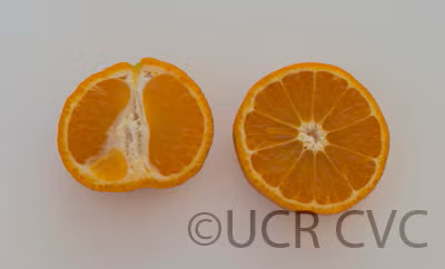 Gold Nugget Mandarin Plant citrus plant material online shopping