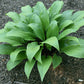 Considering Concordville Hosta Plants online shopping
